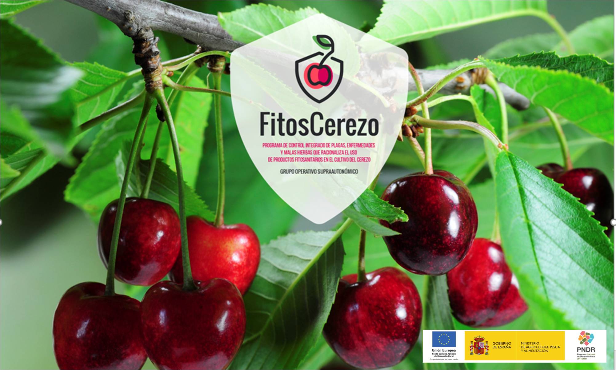 FITOSCEREZO