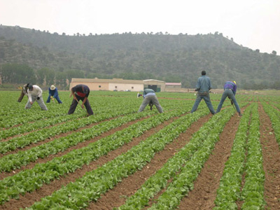 Sector Frutas y Hortalizas