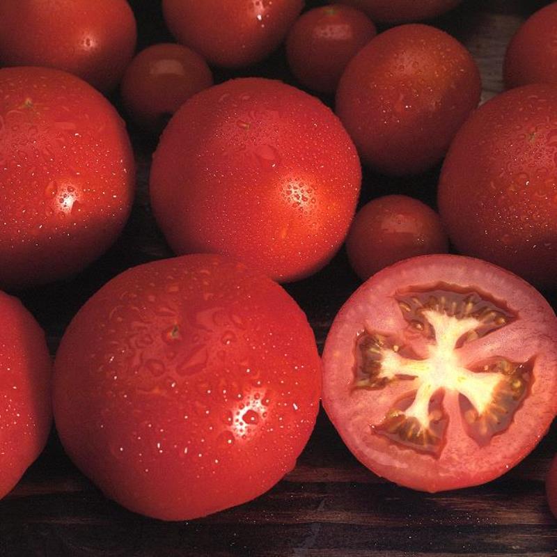 Productores de tomate de España, Italia y Francia analizan la campaña y la reforma del régimen de fr